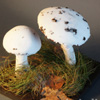 Zdjęcie: pieczarka polna - Agaricus campestris 2.jpg